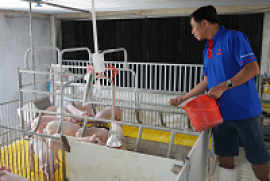 Chăn nuôi quy mô khép kín kết hợp sử dụng thức ăn công nghiệp giúp tăng năng suất, phòng chống dịch bệnh hiệu quả cho gia súc
