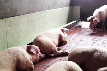 Hải Dương: mô hình chăn nuôi lợn theo quy mô trang trại